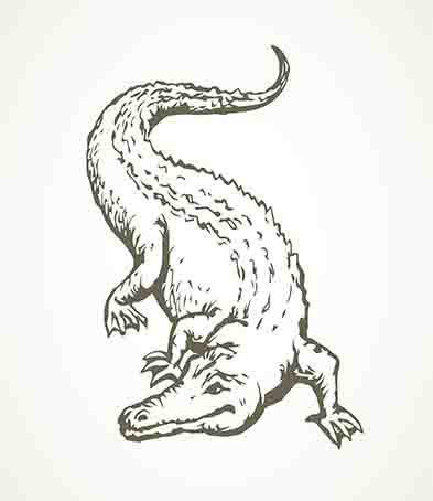 Crocodile